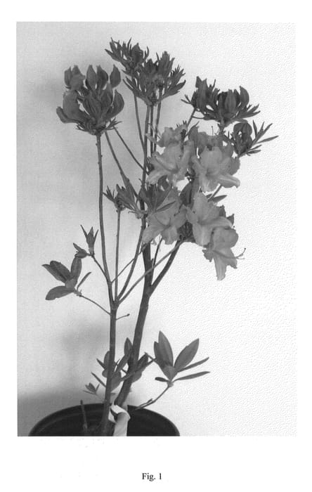 Figure 1 of US plant patent PP27083, the photograph of QBACKB printed in the patent.