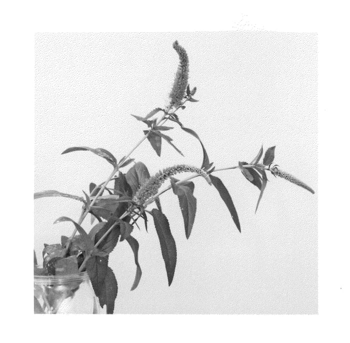 Figure 1 of US plant patent PP27084, the photograph of Candied Candle printed in the patent.