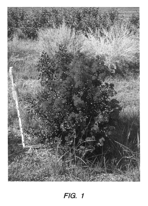 Figure 1 of US plant patent PP27085, the photograph of WHIT X printed in the patent.