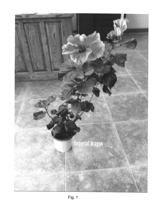 Figure 1 of US plant patent PP27086, the photograph of DUP-IPD printed in the patent.