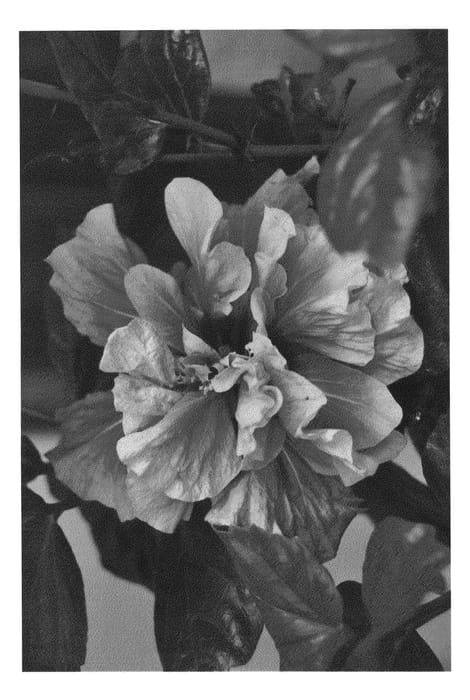 Figure 1 of US plant patent PP27087, the photograph of DUP-CYP printed in the patent.