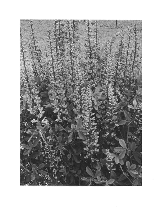 Figure 1 of US plant patent PP27088, the photograph of Blue Towers printed in the patent.
