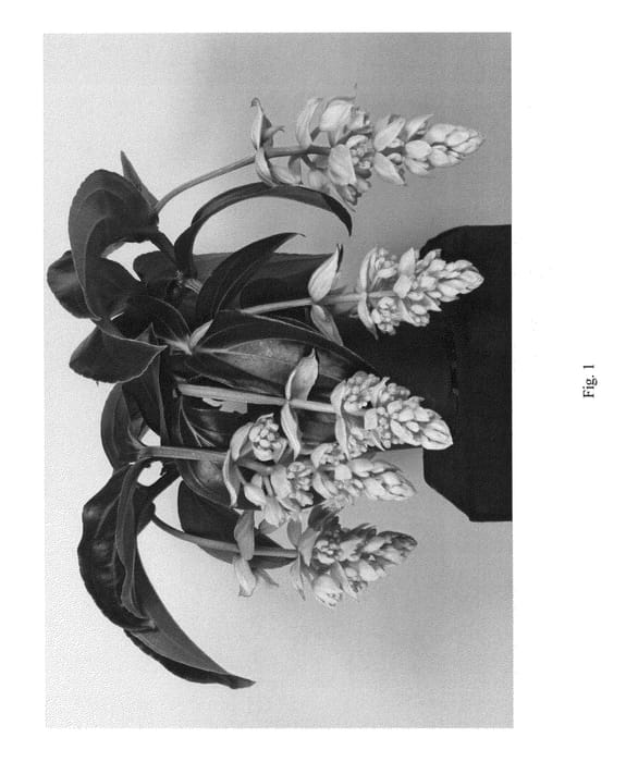Figure 1 of US plant patent PP27089, the photograph of ROYAL ZENZ printed in the patent.