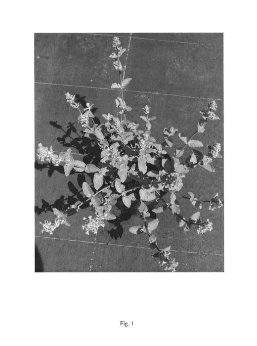 Figure 1 of US plant patent PP27090, the photograph of SUMMER MAGIC printed in the patent.
