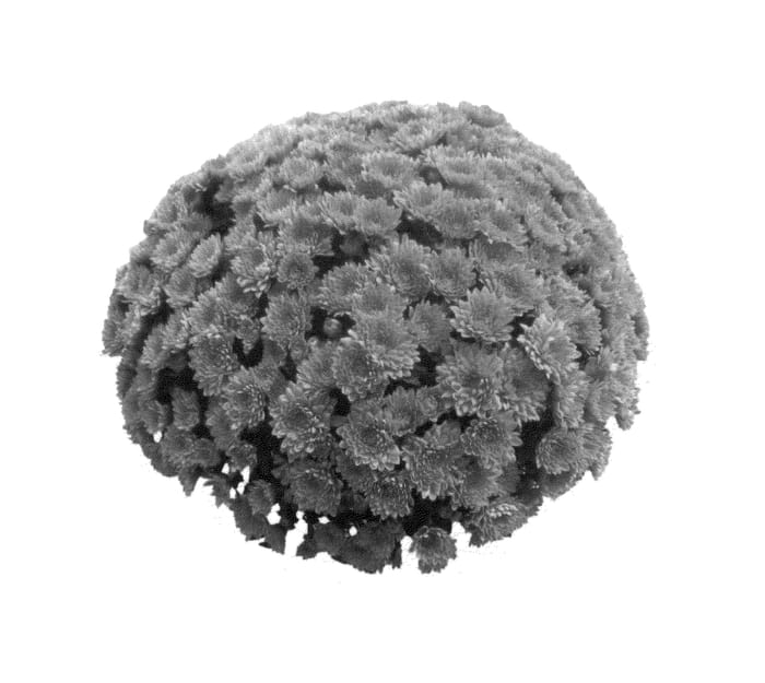 Figure 1 of US plant patent PP27091, the photograph of Fimmsunpur printed in the patent.