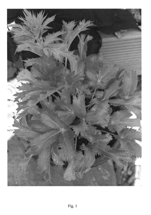 Figure 1 of US plant patent PP27092, the photograph of NEPTUNES GOLD printed in the patent.