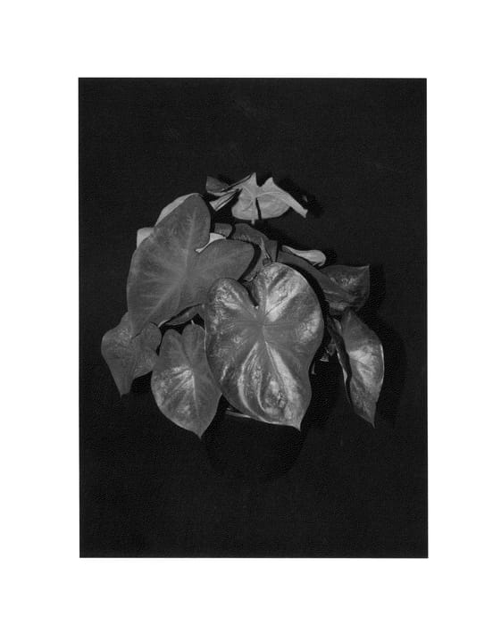 Figure 1 of US plant patent PP27093, the photograph of Classic Pink printed in the patent.