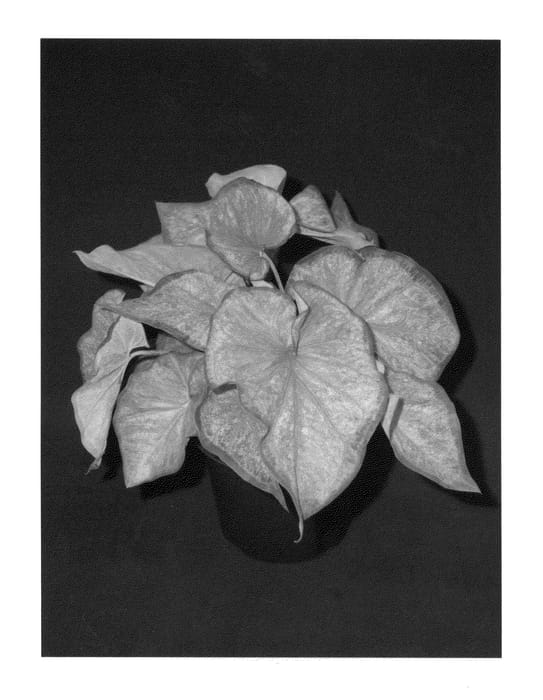 Figure 1 of US plant patent PP27094, the photograph of Chinook printed in the patent.