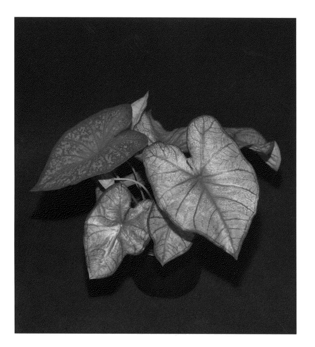 Figure 1 of US plant patent PP27095, the photograph of Radiance printed in the patent.
