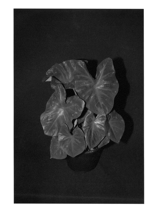 Figure 1 of US plant patent PP27096, the photograph of Red Alert printed in the patent.