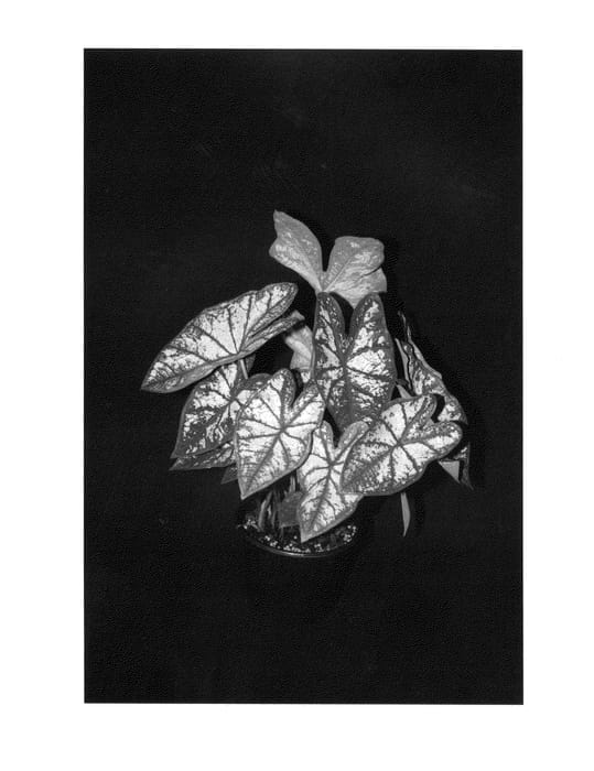 Figure 1 of US plant patent PP27097, the photograph of Carousel printed in the patent.