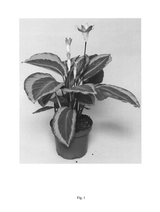 Figure 1 of US plant patent PP27098, the photograph of BICA146 printed in the patent.