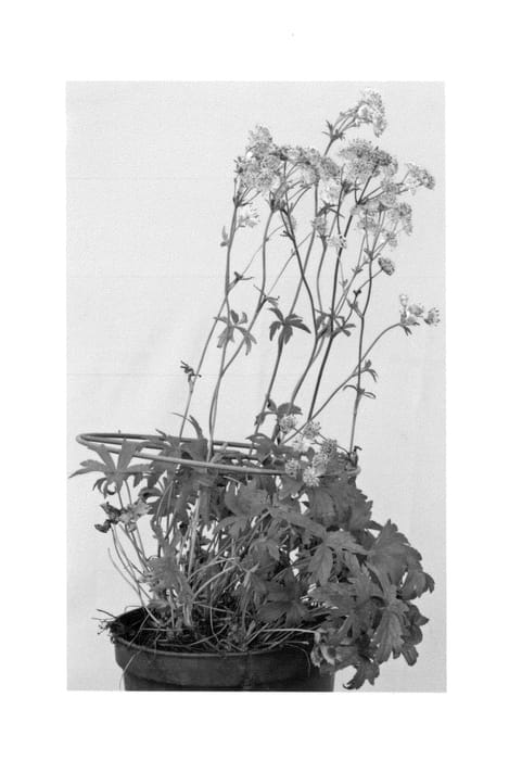 Figure 1 of US plant patent PP27099, the photograph of Pisa printed in the patent.