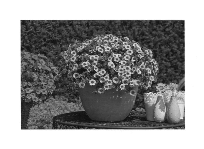 Figure 1 of US plant patent PP27100, the photograph of KLECA14263 printed in the patent.