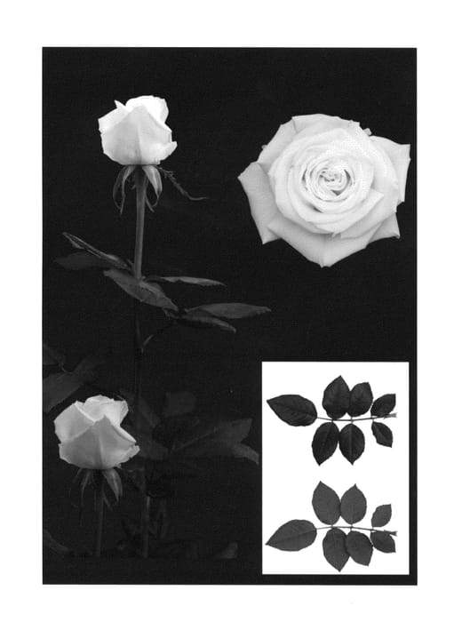 Figure 1 of US plant patent PP27101, the photograph of ESM R090 printed in the patent.