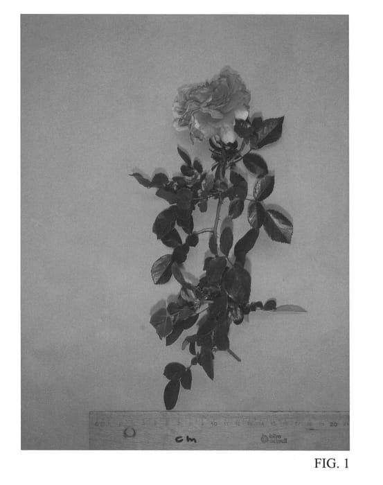 Figure 1 of US plant patent PP27102, the photograph of Tan06225 printed in the patent.