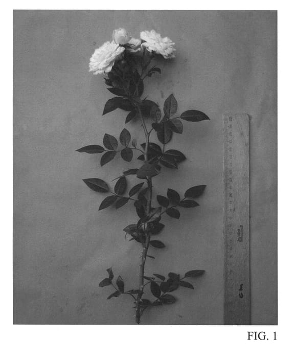 Figure 1 of US plant patent PP27103, the photograph of Tan07890 printed in the patent.