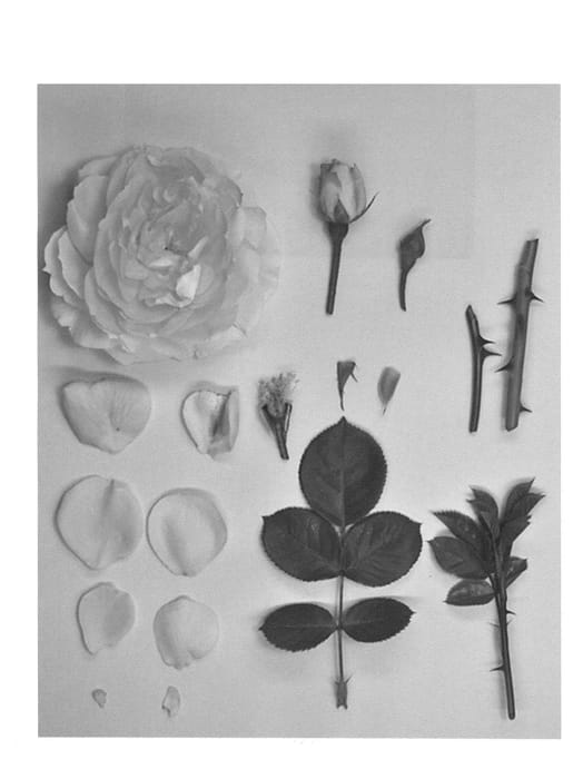 Figure 1 of US plant patent PP27104, the photograph of KORbylosang printed in the patent.