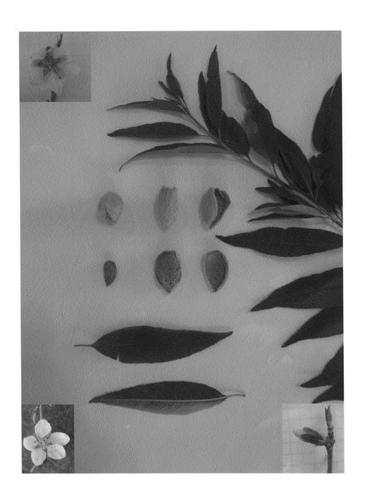 Figure 1 of US plant patent PP27105, the photograph of Lillian CVI printed in the patent.