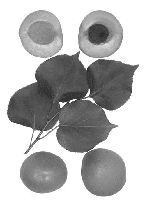 Figure 1 of US plant patent PP27106, the photograph of PISMO printed in the patent.