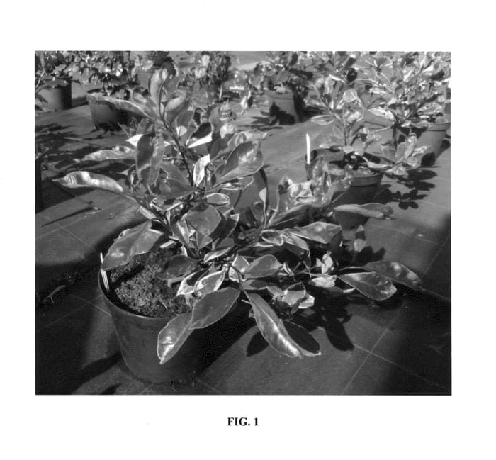 Figure 1 of US plant patent PP27107, the photograph of McLARLOU printed in the patent.