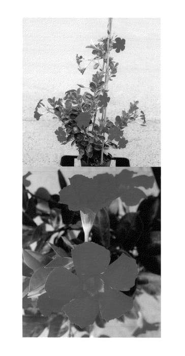 Figure 1 of US plant patent PP27108, the photograph of Sunparaclare printed in the patent.