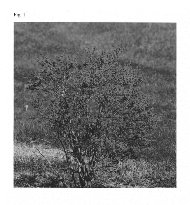 Figure 1 of US plant patent PP27109, the photograph of NCIV1 printed in the patent.