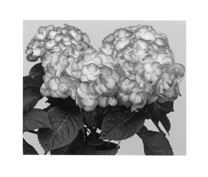 Figure 1 of US plant patent PP27110, the photograph of Horcos printed in the patent.