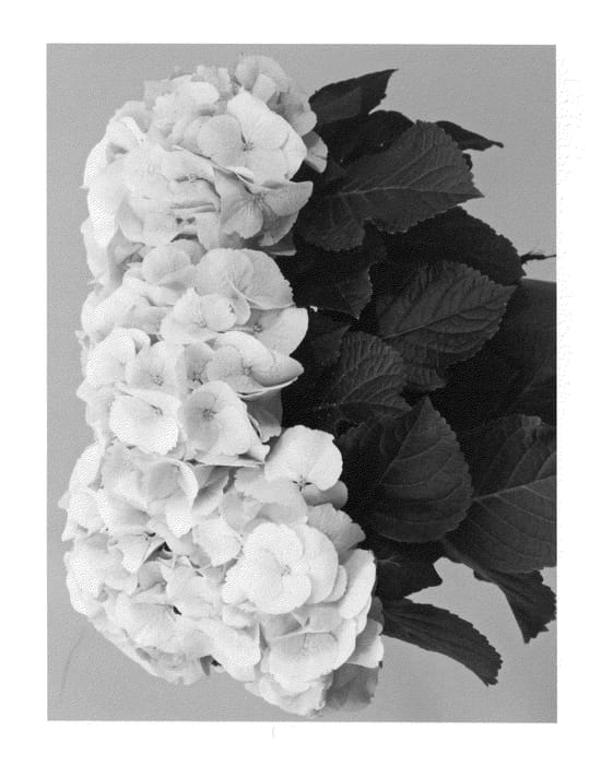 Figure 1 of US plant patent PP27111, the photograph of Horkron printed in the patent.
