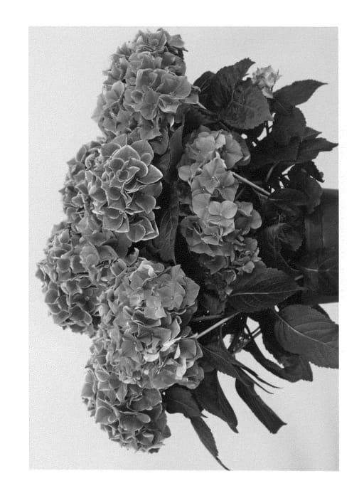 Figure 1 of US plant patent PP27112, the photograph of Saxwhimar printed in the patent.
