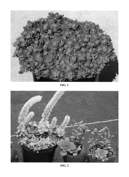 Figure 1 of US plant patent PP27113, the photograph of Blue Elf printed in the patent.