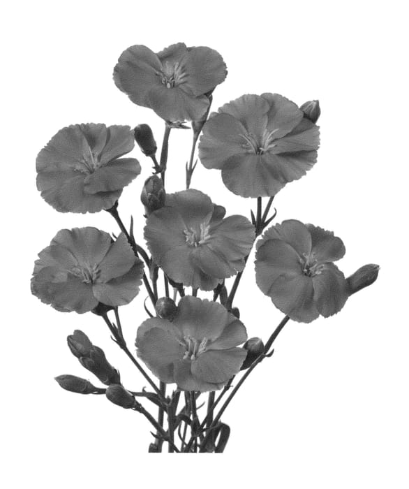 Figure 1 of US plant patent PP27114, the photograph of Hilsoimre printed in the patent.
