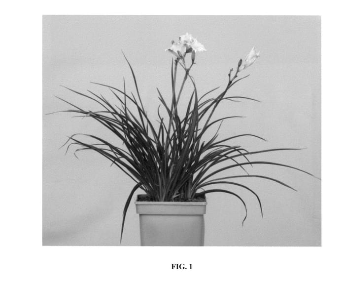 Figure 1 of US plant patent PP27115, the photograph of VER00112 printed in the patent.