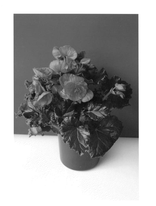Figure 1 of US plant patent PP27116, the photograph of BKPBEEEP printed in the patent.