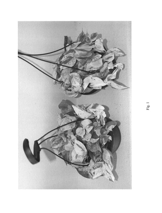 Figure 1 of US plant patent PP27117, the photograph of HANSOTI14 printed in the patent.