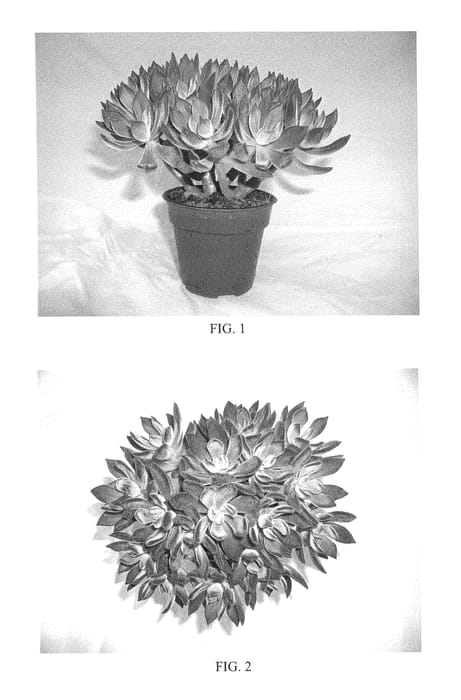Figure 1 of US plant patent PP27118, the photograph of BCEC-12.001 printed in the patent.