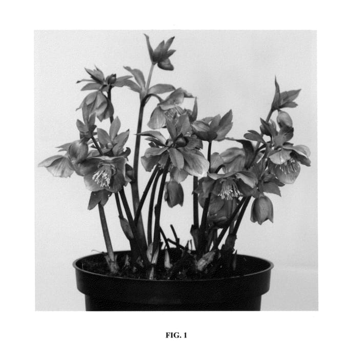 Figure 1 of US plant patent PP27119, the photograph of Amor printed in the patent.