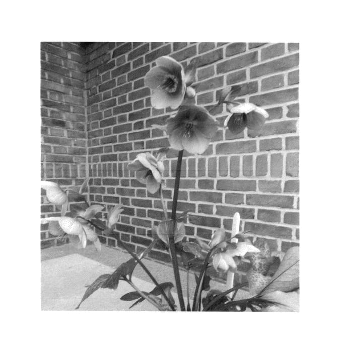 Figure 1 of US plant patent PP27120, the photograph of RD06 printed in the patent.