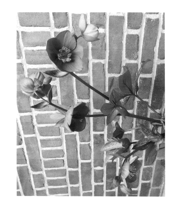 Figure 1 of US plant patent PP27121, the photograph of RD09 printed in the patent.