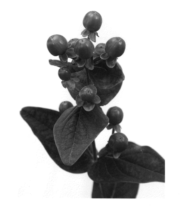 Figure 1 of US plant patent PP27122, the photograph of Alllangano printed in the patent.