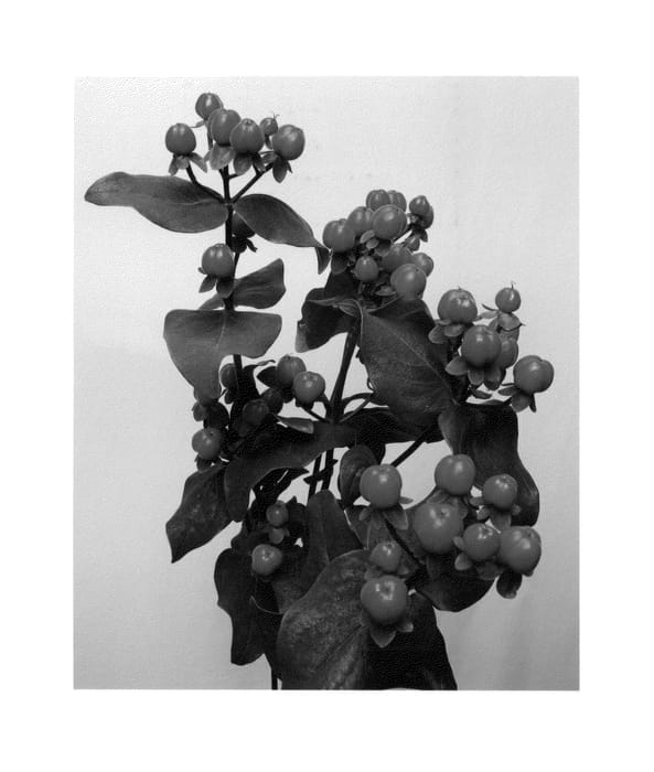 Figure 1 of US plant patent PP27123, the photograph of Alltango printed in the patent.