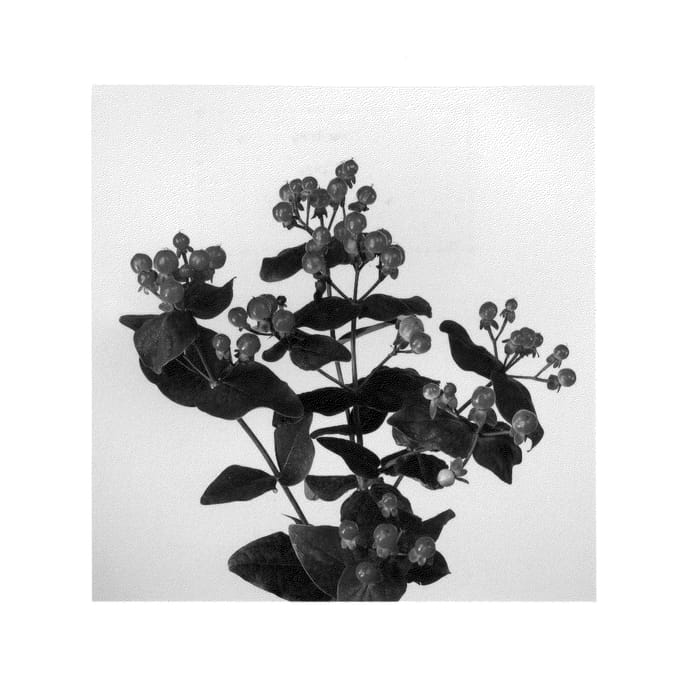 Figure 1 of US plant patent PP27124, the photograph of Allcalyp printed in the patent.