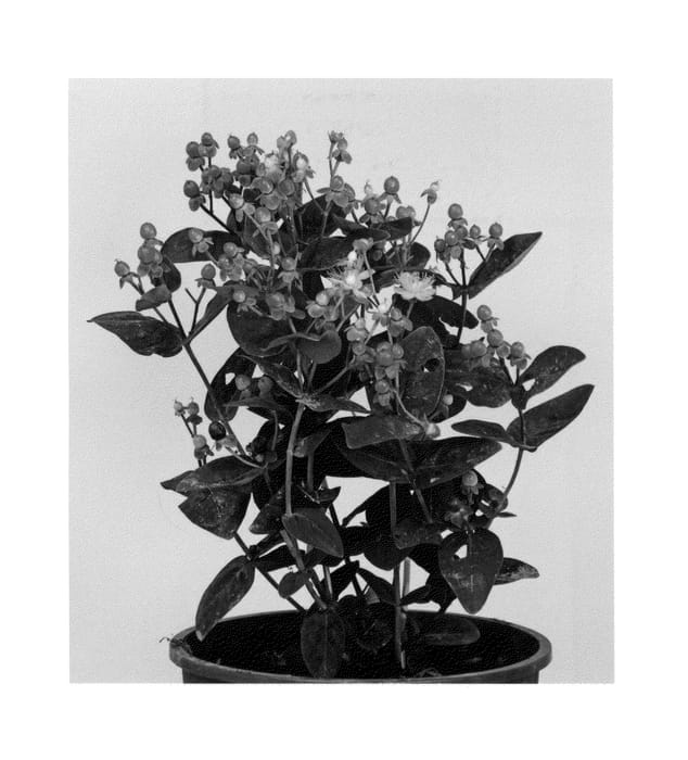 Figure 1 of US plant patent PP27125, the photograph of Allgrandeur printed in the patent.
