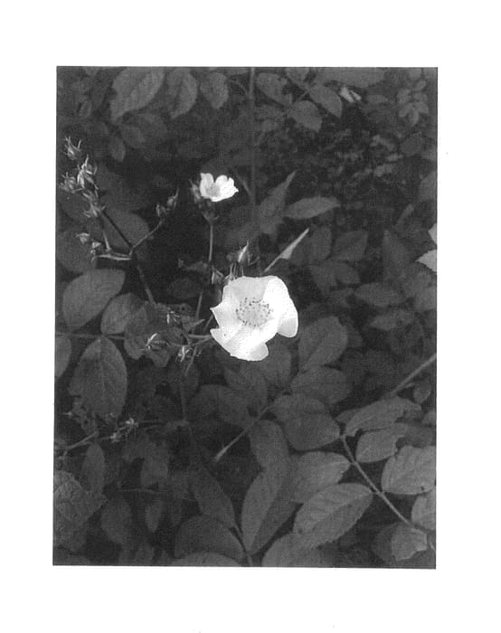 Figure 1 of US plant patent PP27127, the photograph of Protano printed in the patent.