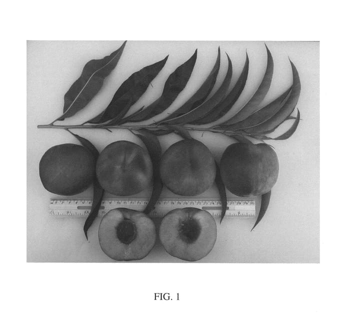 Figure 1 of US plant patent PP27128, the photograph of GulfAtlas printed in the patent.
