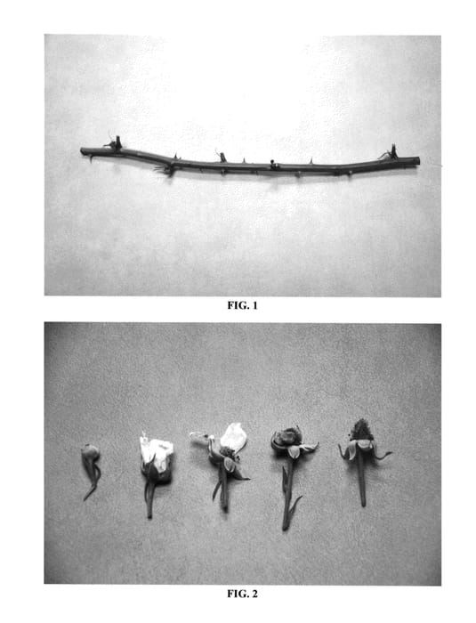 Figure 1 of US plant patent PP27129, the photograph of DrisBlackEleven printed in the patent.