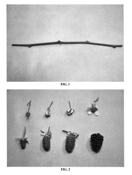 Figure 1 of US plant patent PP27130, the photograph of DrisBlackFifteen printed in the patent.
