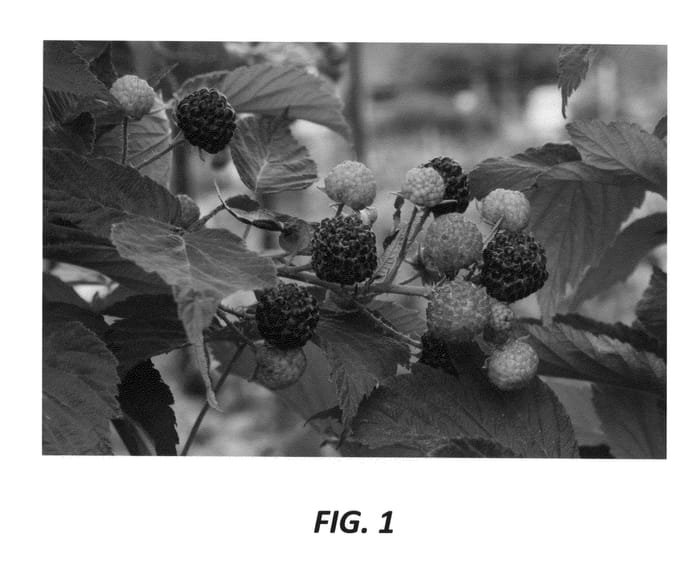 Figure 1 of US plant patent PP27131, the photograph of Niwot printed in the patent.