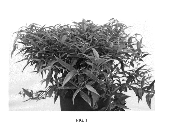 Figure 1 of US plant patent PP27132, the photograph of Opstal 50 printed in the patent.