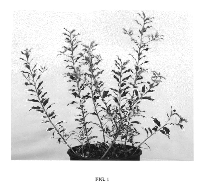 Figure 1 of US plant patent PP27133, the photograph of GDJ printed in the patent.
